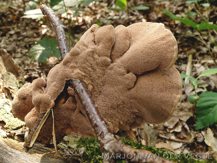 Kussenvormige houtzwam - Hapalopilus rutilans